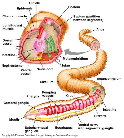 earthworm dissection diagram. on Monday, the 18th.